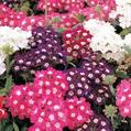 annual vervain